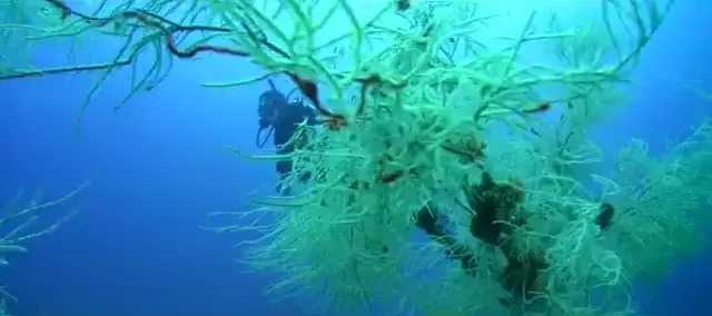 Víz alatti tengeri élővilág – Search and Recovery és Dive Against Debris